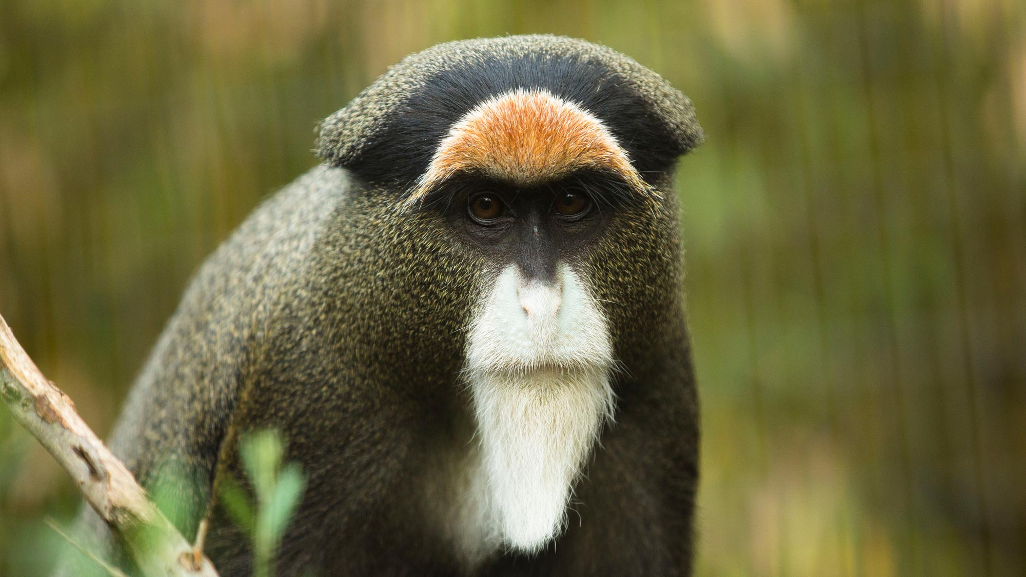 Monkey, De Brazza's - Safari West